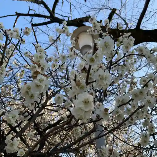 前橋八幡宮の自然
