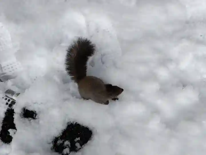 上川神社の動物
