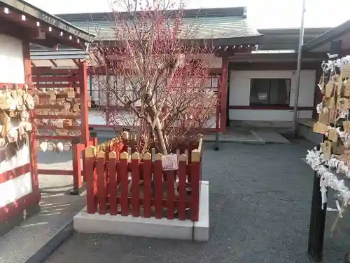 篠崎八幡神社の自然