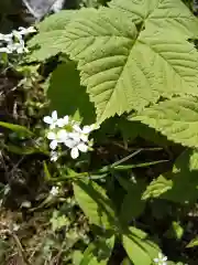 伊吹山寺の自然