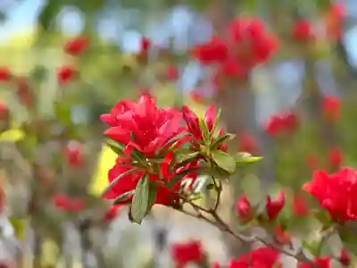 別所神社(長野県)
