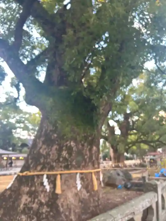 諫早神社(九州総守護 四面宮)(長崎県)