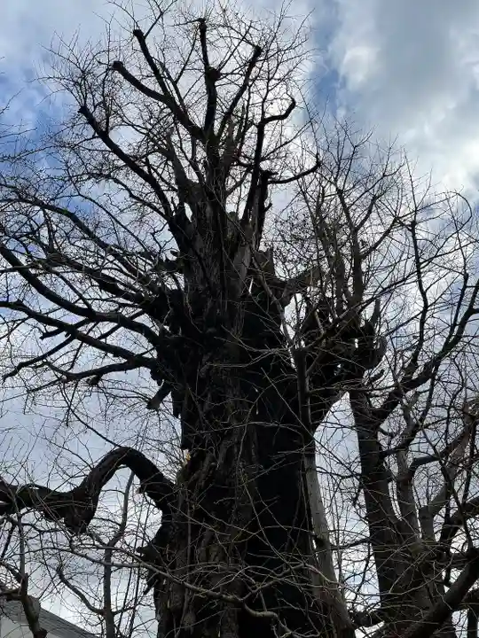 飛木稲荷神社の自然