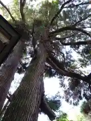 神龍八大龍王神社の自然