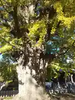 鑁阿寺(栃木県)