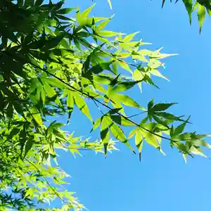 豊景神社の自然(2020年06月10日(水) 06時20分15秒投稿)