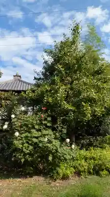 西福寺(京都府)