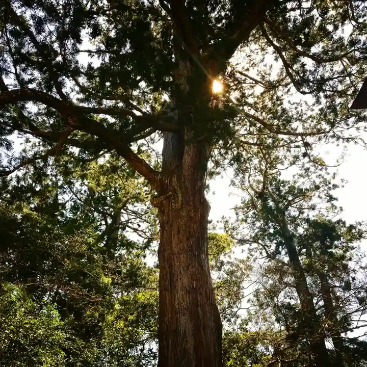 鹿島神宮の自然
