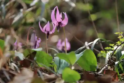 鹿島大神宮の自然
