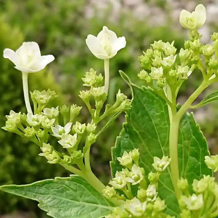 寿量山 速成寺の庭園