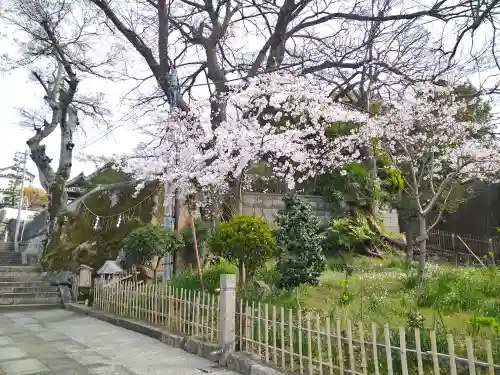 阿智神社の自然