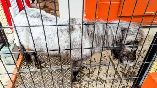 神田神社（神田明神）の動物