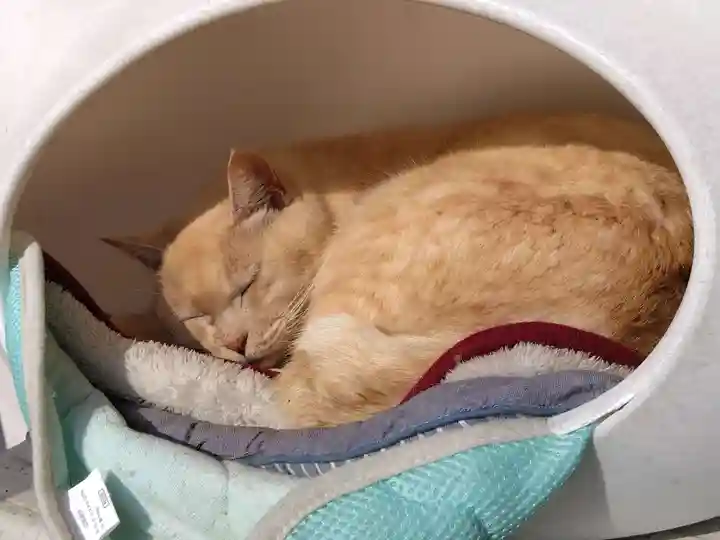 御誕生寺(猫寺)(福井県)