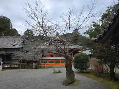 毘沙門堂門跡(京都府)