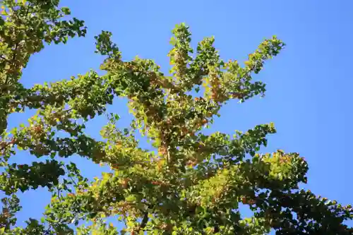 熊野福藏神社の自然