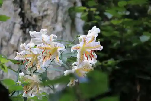 鹿島大神宮の自然