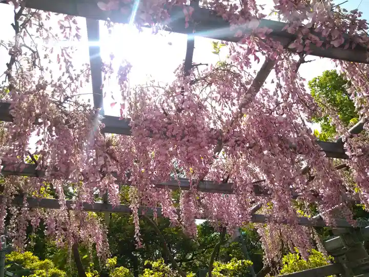 阿智神社の自然