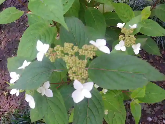御霊神社の自然