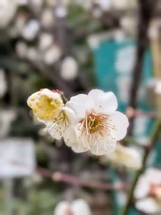 阿佐ヶ谷神明宮(東京都)