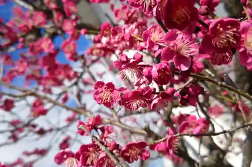 名木林神社の自然