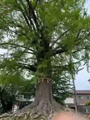 津島神社(愛知県)