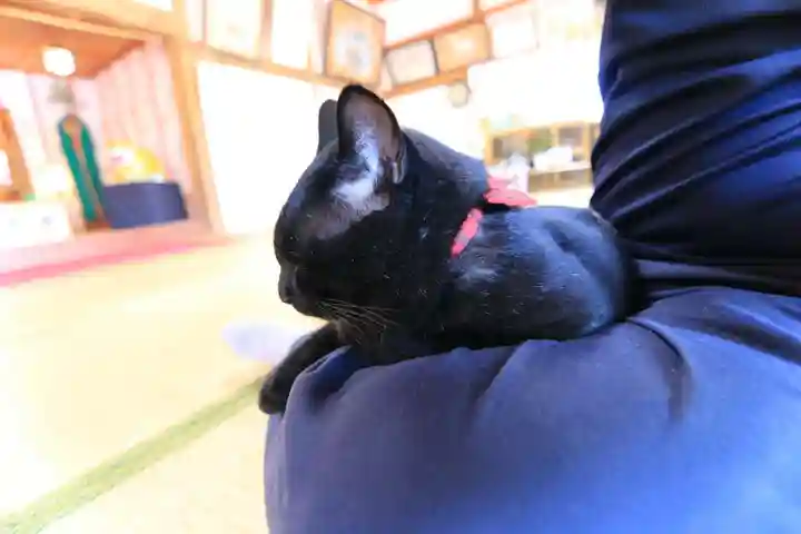 高司神社〜むすびの神の鎮まる社〜の動物