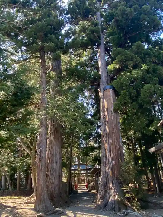 八坂神社の自然