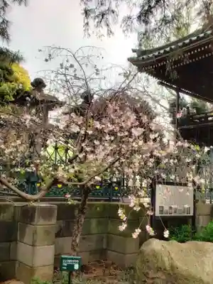 妙法寺(東京都)