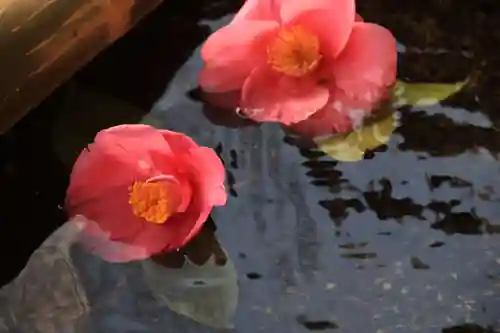 鹿島大神宮の手水舎