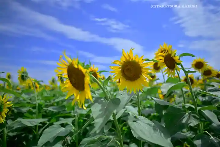 諏訪明神(神奈川県)