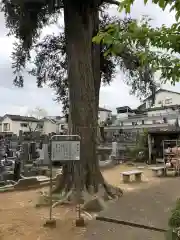 瑠璃光寺の自然