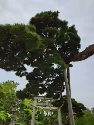 白山神社(新潟県)