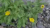 極楽寺の自然