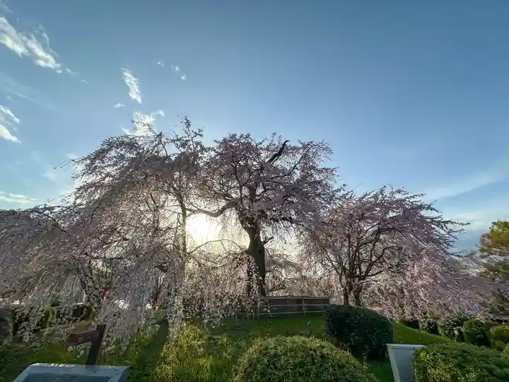 八坂神社(祇園さん)の自然
