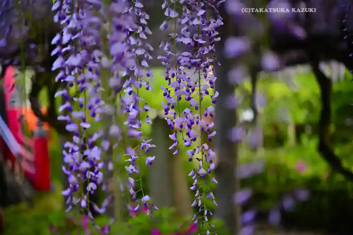 亀戸天神社(東京都)