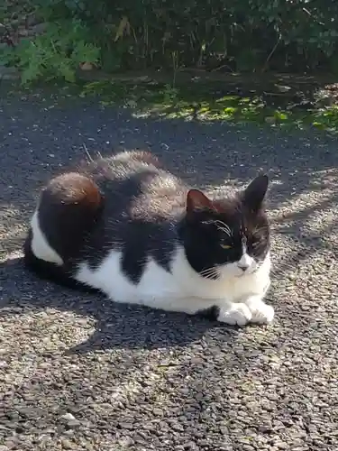 白金氷川神社の動物