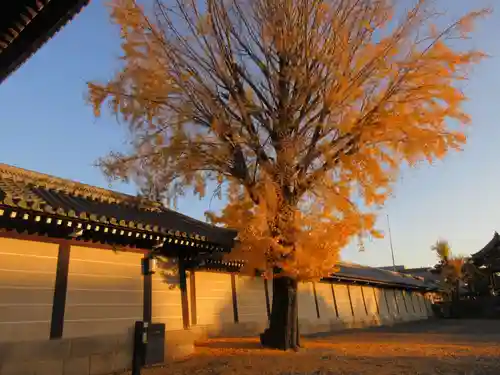 本願寺（西本願寺）の自然