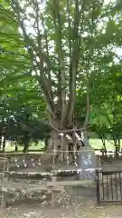 美幌神社の景色