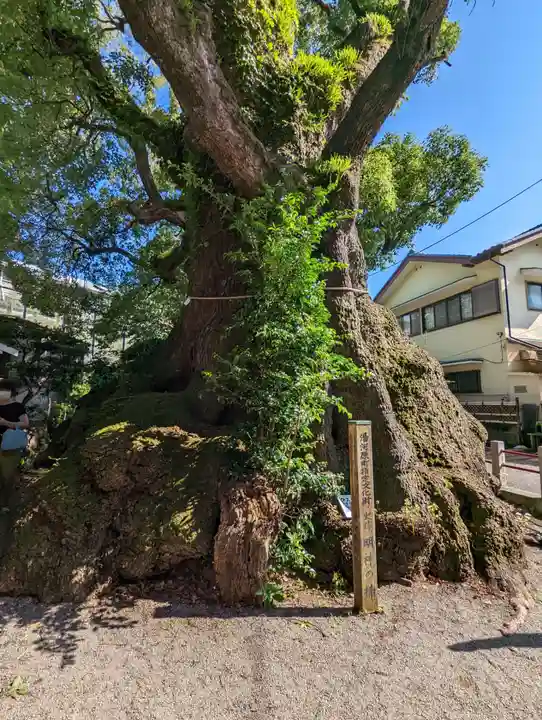 五所神社の自然