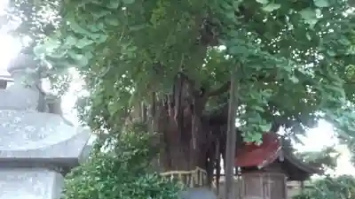 宮城野八幡神社の自然