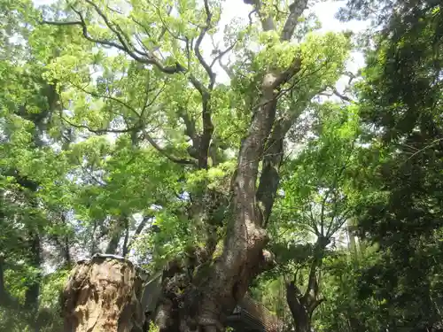 來宮神社(静岡県)