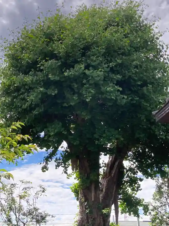 八幡大神(神奈川県)
