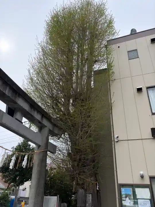 根岸八幡神社の{uncategorized: "未分類", other: "その他", undefined: "問題あり", building: "その他建物", grave: "お墓", sacred_gate: "鳥居", guardian: "狛犬", statue: "像", buddha: "仏像", history: "歴史", nature: "自然", garden: "庭園", animal: "動物", pagoda: "塔", temizu: "手水舎", mountain_gate: "山門・神門", sanctuary: "本殿・本堂", subordinate: "末社・摂社", art: "芸術", scenery: "景色", jizo: "地蔵", ema: "絵馬", goshuin: "御朱印", omikuji: "おみくじ", items: "授与品その他", amulet: "お守り", goshuincho: "御朱印帳", eats: "食事", festival: "お祭り", votive_dance: "神楽", shichigosan: "七五三参", wedding: "結婚式", experience: "体験その他", initially: "初詣", around: "周辺", anti_infection: "感染症対策"}