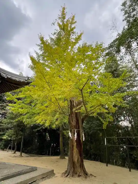 須賀神社の自然
