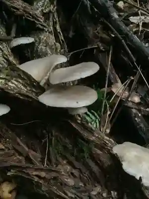 玉野御嶽神社(愛知県)