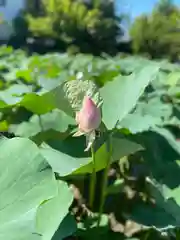 持明院(石川県)