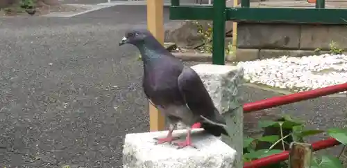 江島杉山神社の動物