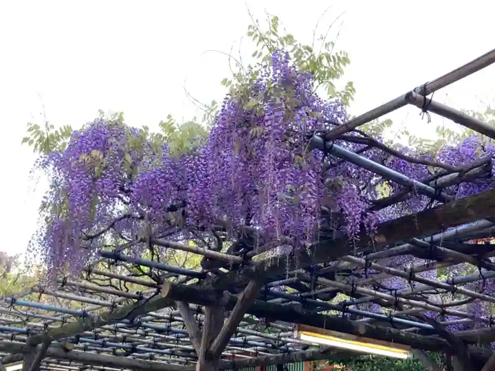 神田神社(神田明神)の自然