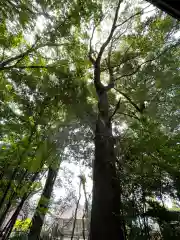 山神社の自然