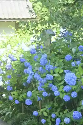 明月院(神奈川県)